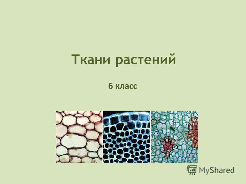 Приведите примеры тканей растений Презентация По Биологии 6 Класс Ткани Растений Скачать Бесплатно