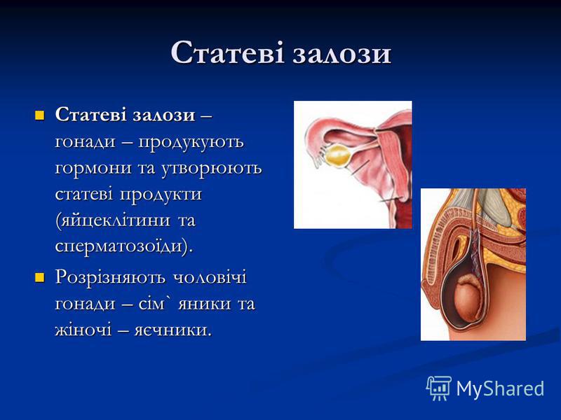 Реферат: Залози внутрішньої секреції гормони та їх роль у регуляції людини