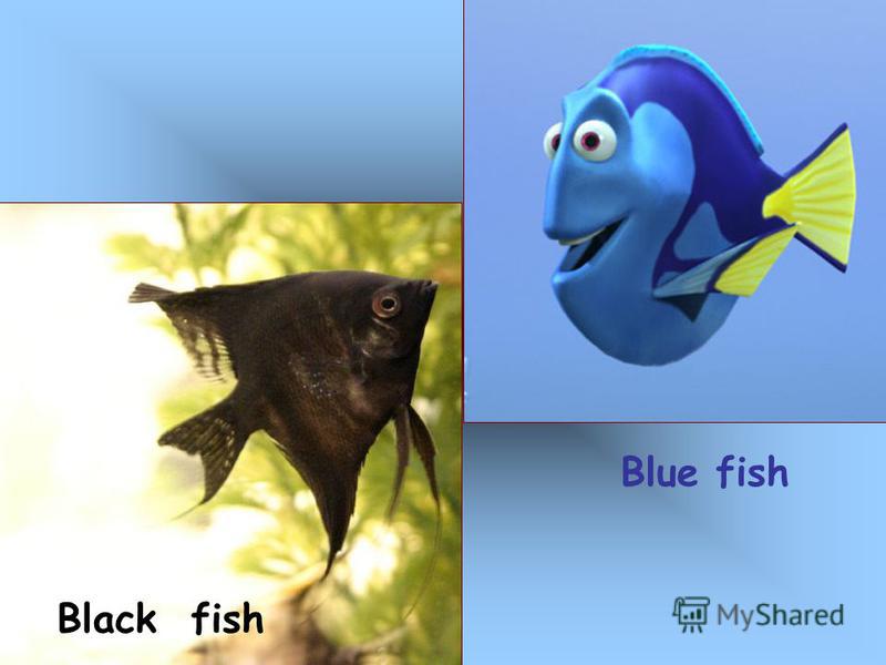 Black fish