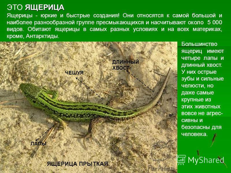 Звуки ящерицы скачать бесплатно