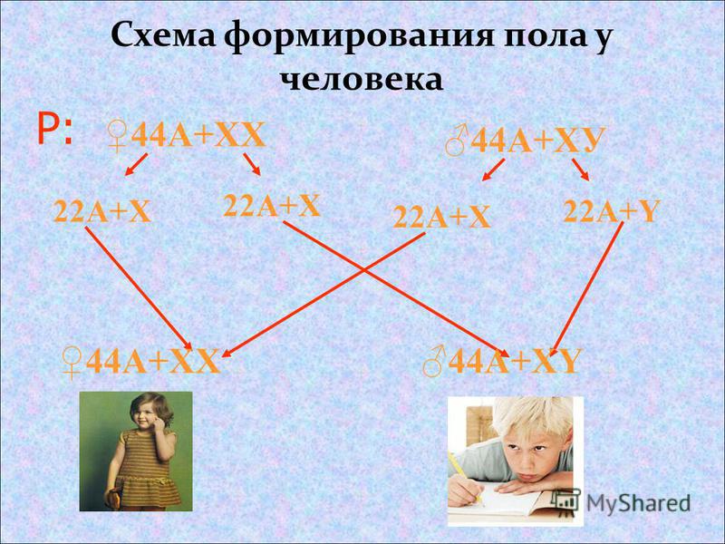 Схема формирования пола у человека Р: 44А+ХХ 44А+ХУ 22А+Х 22А+Y 44А+ХХ44А+ХY