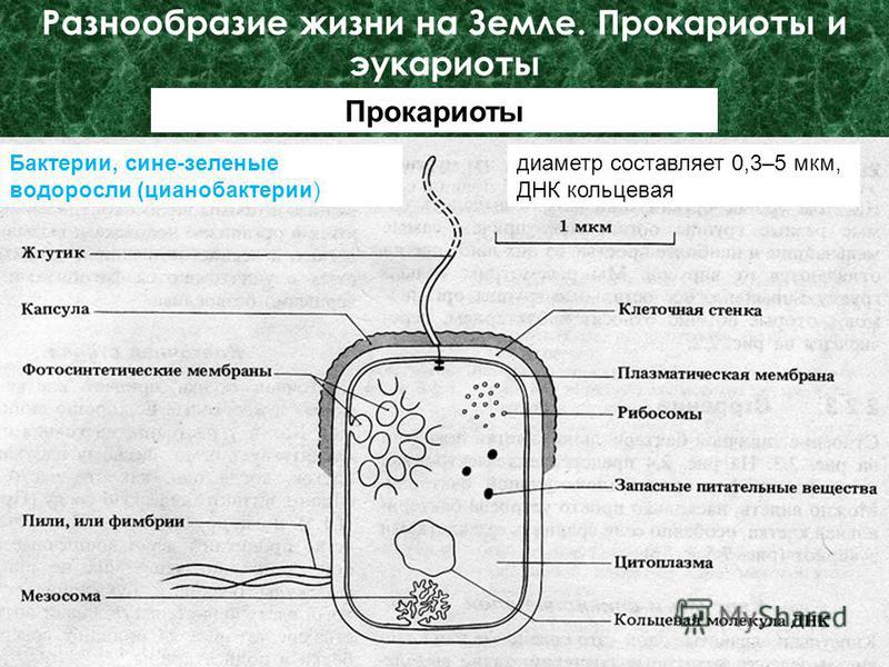 Как связаны друг другом питание дыхание и выделение Как связаны друг другом питание дыхание и выделение