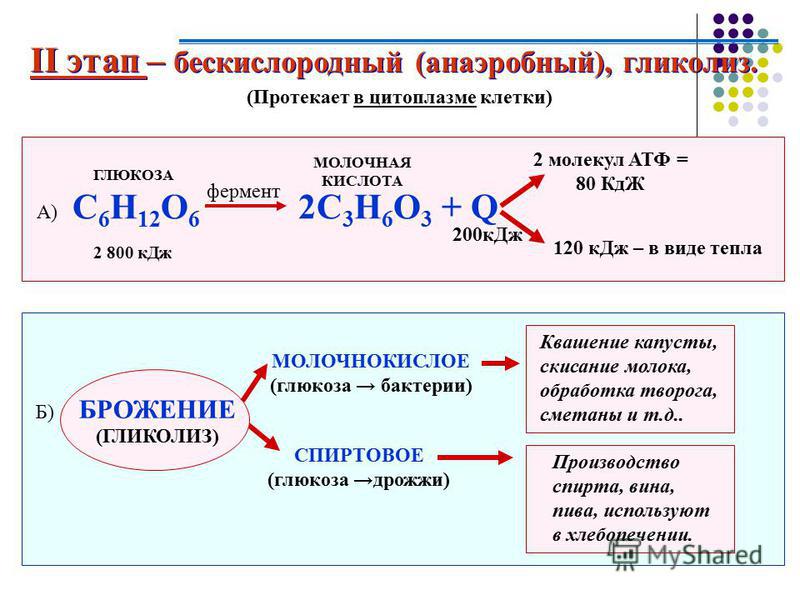 II этап – бескислородный (анаэробный), гликолиз. II этап – бескислородный (анаэробный), гликолиз. (Протекает в цитоплазме клетки) А) C 6 H 12 O 6 2C 3 H 6 O 3 + Q ГЛЮКОЗА 2 800 к Дж фермент МОЛОЧНАЯ КИСЛОТА 2 молекул АТФ = 80 КдЖ 120 к Дж – в виде те
