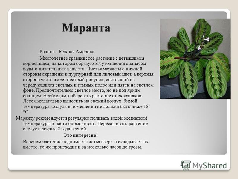 Маранта Родина растения