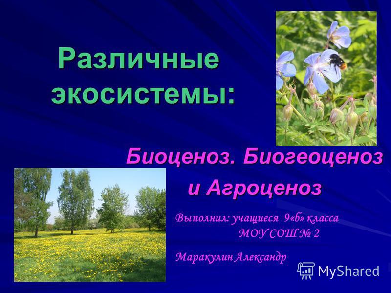 Характеристика Биогеоценоза И Экосистем Реферат Характеристика Биогеоценоза И Экосистем Реферат