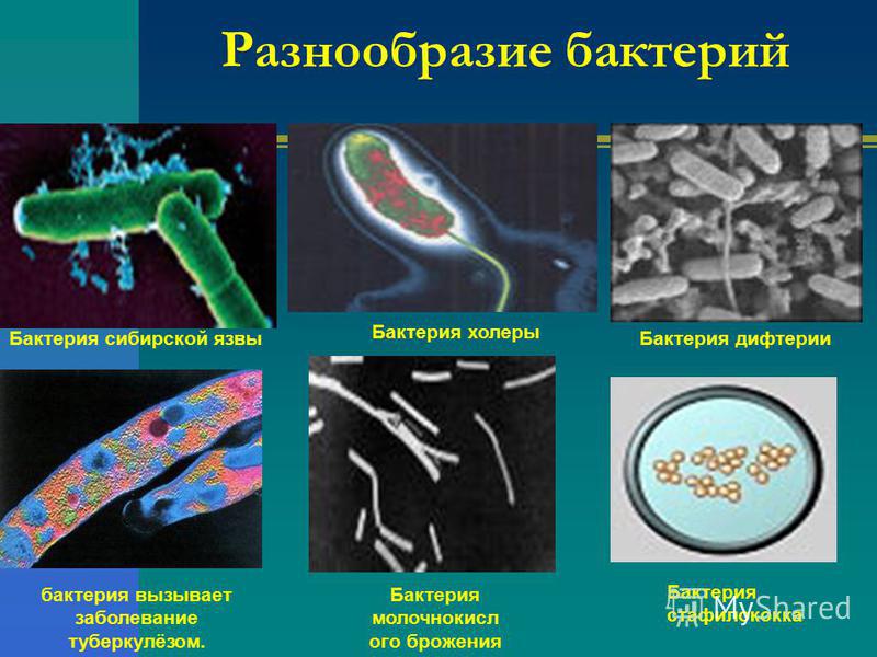 Разнообразие бактерий Бактерия сибирской язвы бактерия вызывает заболевание туберкулёзом. Бактерия холеры Бактерия молочнокислого брожения Бактерия дифтерии Бактерия стафилококка
