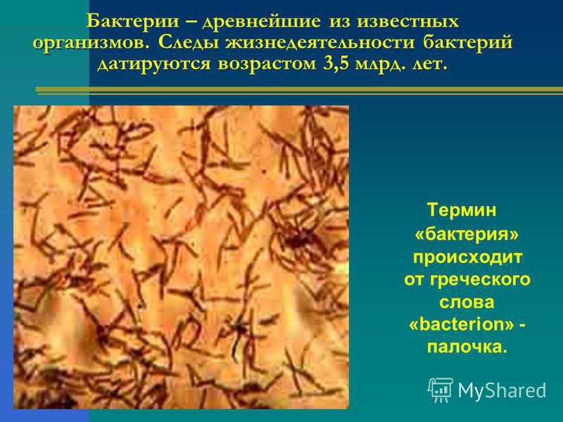 Бактерии – древнейшие из известных организмов. Следы жизнедеятельности бактерий датируются возрастом 3,5 млрд. лет. Термин «бактерия» происходит от греческого слова «bacterion» - палочка.