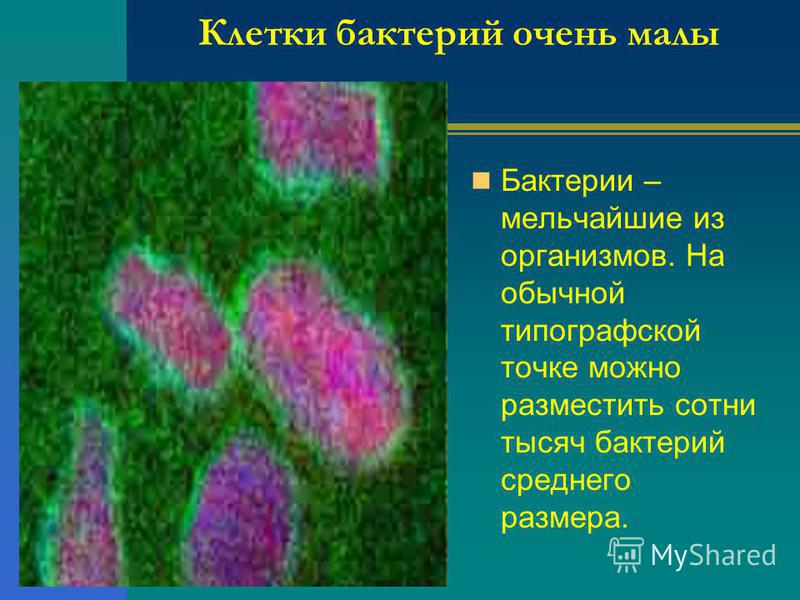 Клетки бактерий очень малы Бактерии – мельчайшие из организмов. На обычной типографской точке можно разместить сотни тысяч бактерий среднего размера.