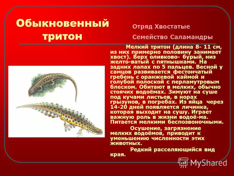 Тритон проект 3 класс Тритон доклад 59 фото - ZooClever.ru