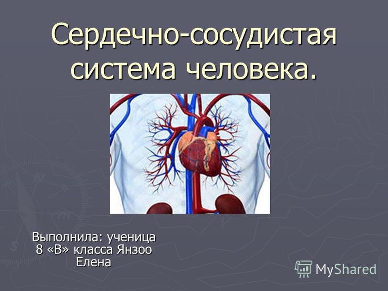 Проект на тему сердечно сосудистая система