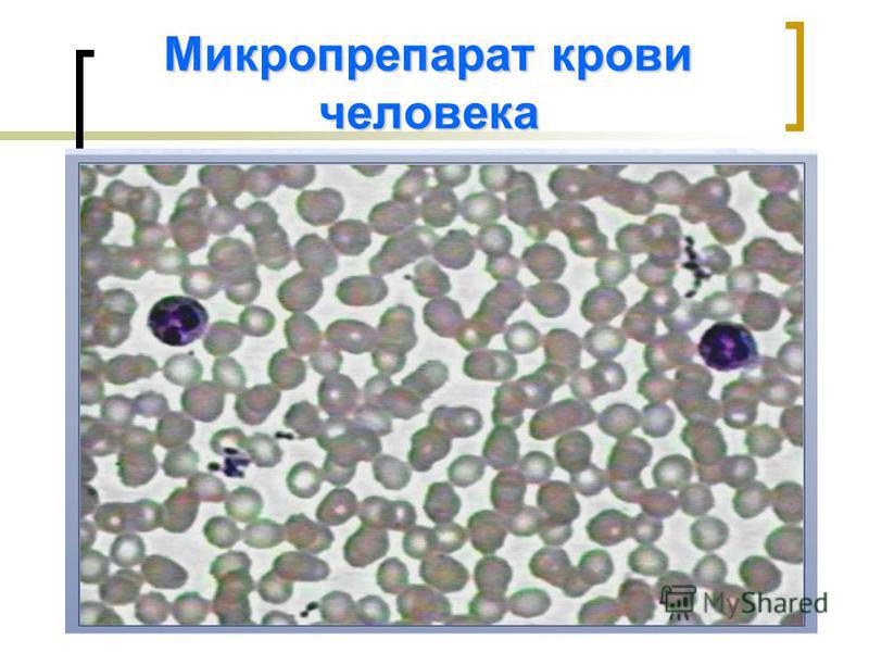 Микропрепарат крови человека