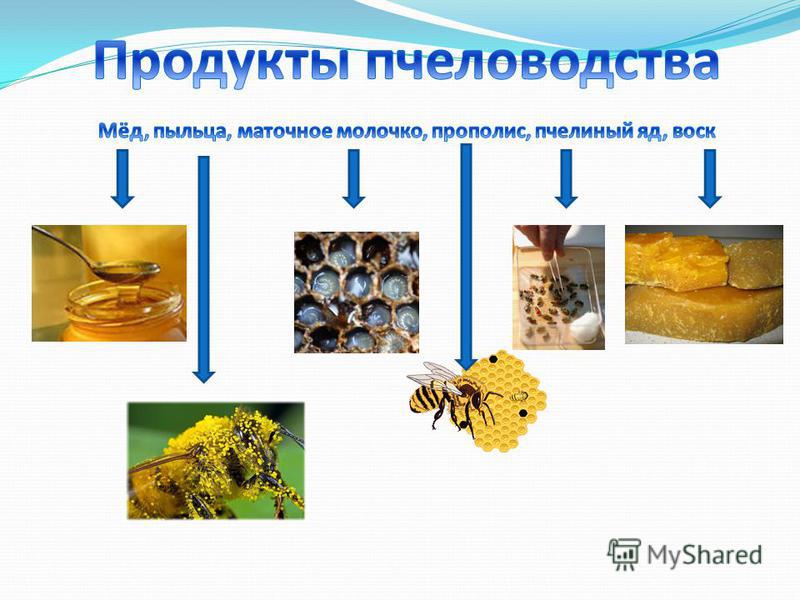 Презентация на тему "Интересные факты о пчелах" - скачать бесплатно презентации