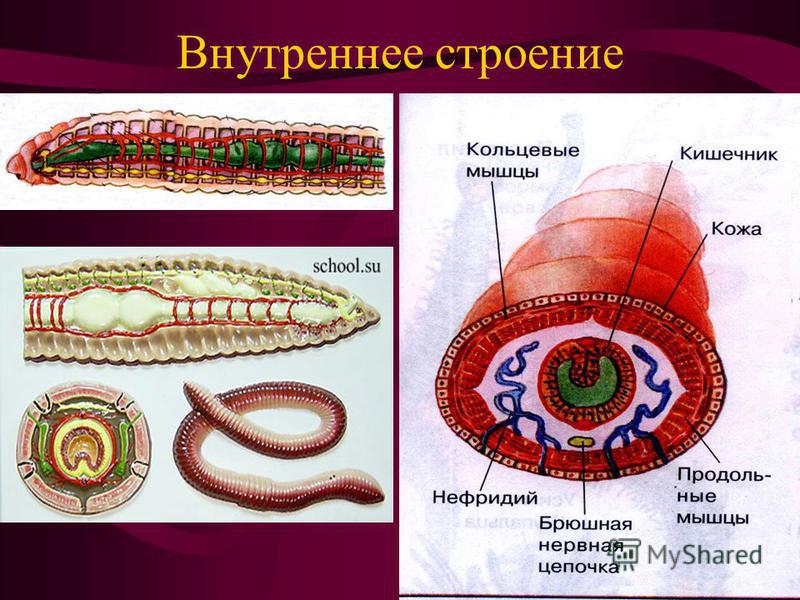 Презентация к уроку "Зрительный анализатор"