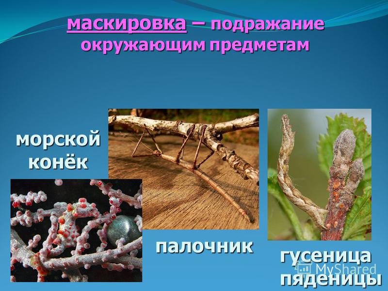 Форма тела палочника пример маскировки Маскировка примеры - блог RybolovMaster.ru