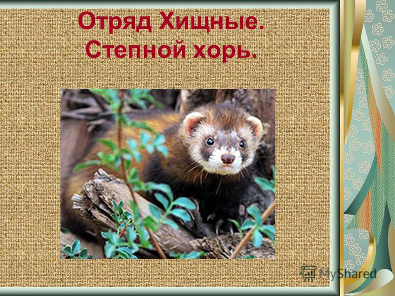 Проект красная книга животных белгородской области Красная книга белгородской области проект