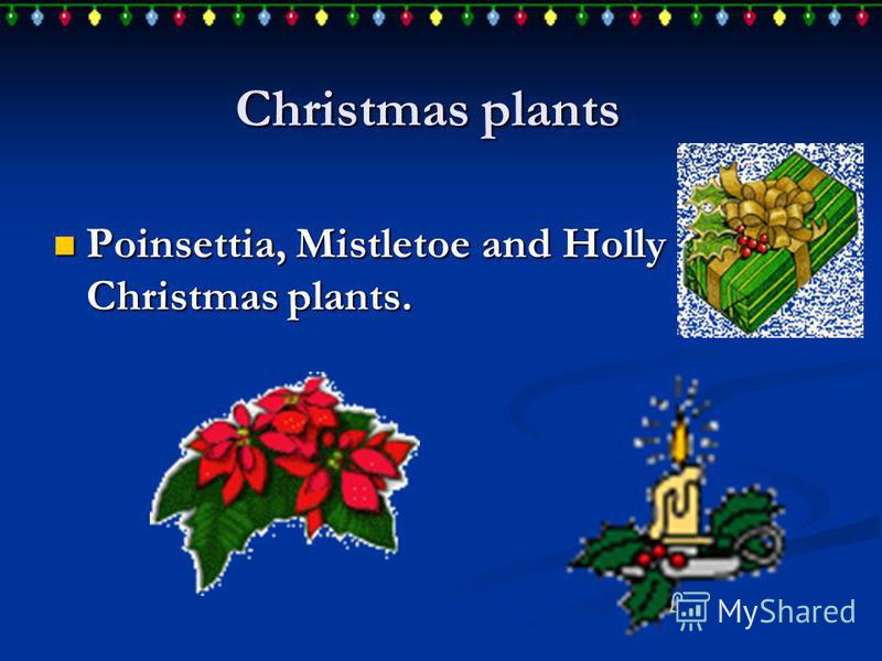 Christmas plants Poinsettia, Mistletoe and Holly are Christmas plants. Poinsettia, Mistletoe and Holly are Christmas plants.