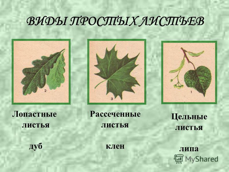 Листья Виды Фото