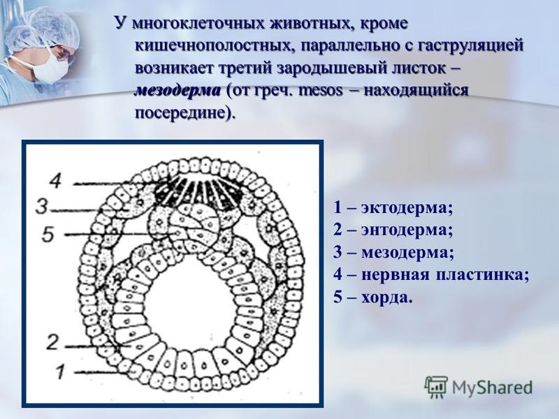 Зародышевая и внезародышевая энтодерма примеры их производных