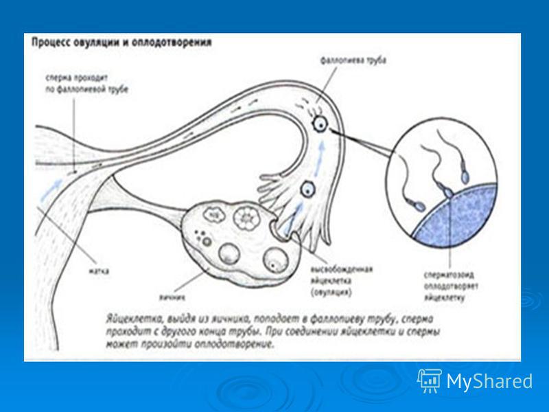 Середина цикла ощущения