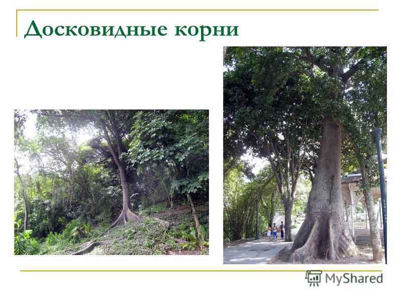 Досковидные корни примеры растений Досковидные корни Text-Books.ru