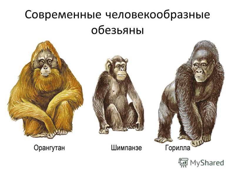 Сравнительная характеристика человека и гориллы таблица