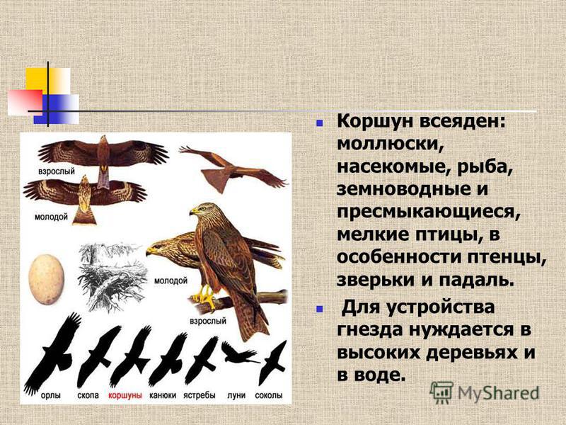 Птицы Белгорода Фото