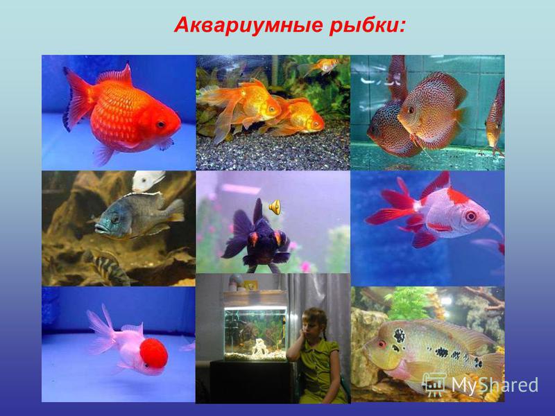 Доклад по теме Популярные рыбки наших аквариумов