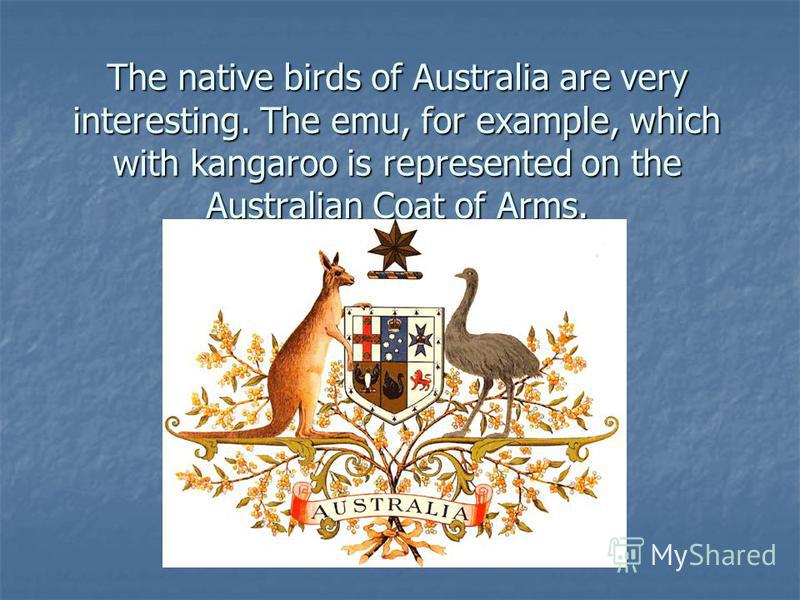 The native birds of Australia are very interesting. The emu, for example, which with kangaroo is represented on the Australian Coat of Arms.