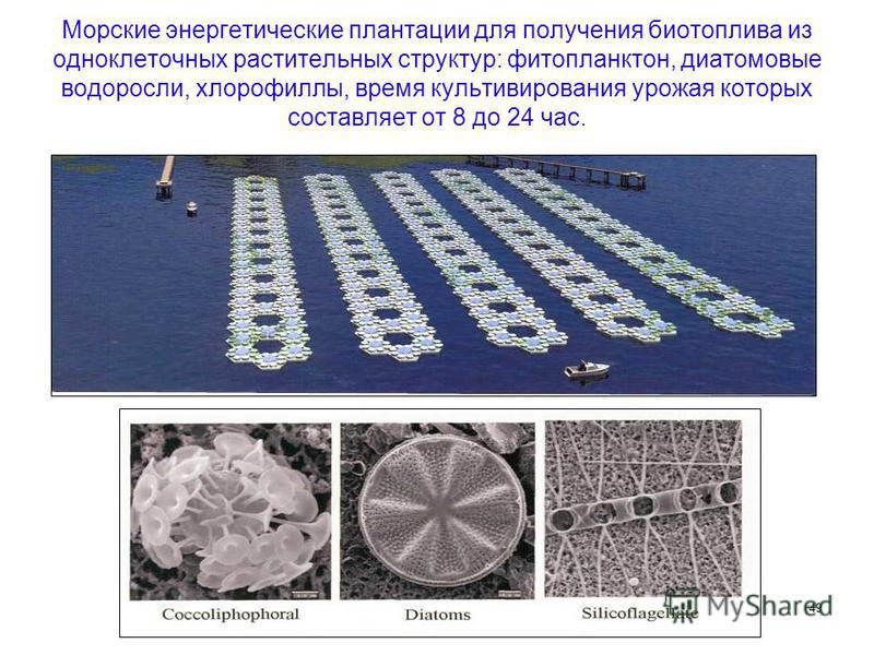 49 Морские энергетические плантации для получения биотоплива из одноклеточных растительных структур: фитопланктон, диатомовые водоросли, хлорофиллы, время культивирования урожая которых составляет от 8 до 24 час.