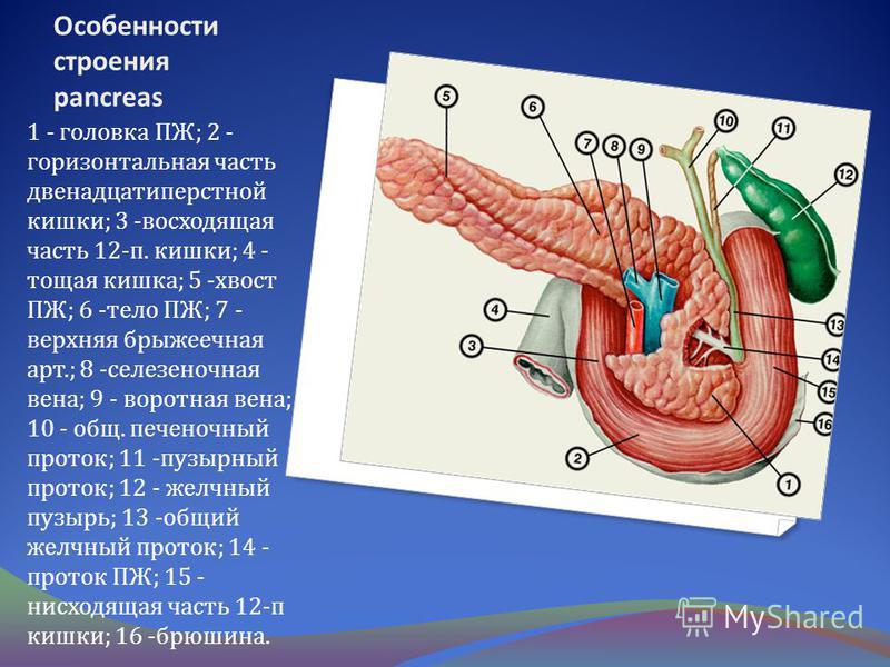 том, где расположена двенадцатиперстная кишка становится неотъемлемой
