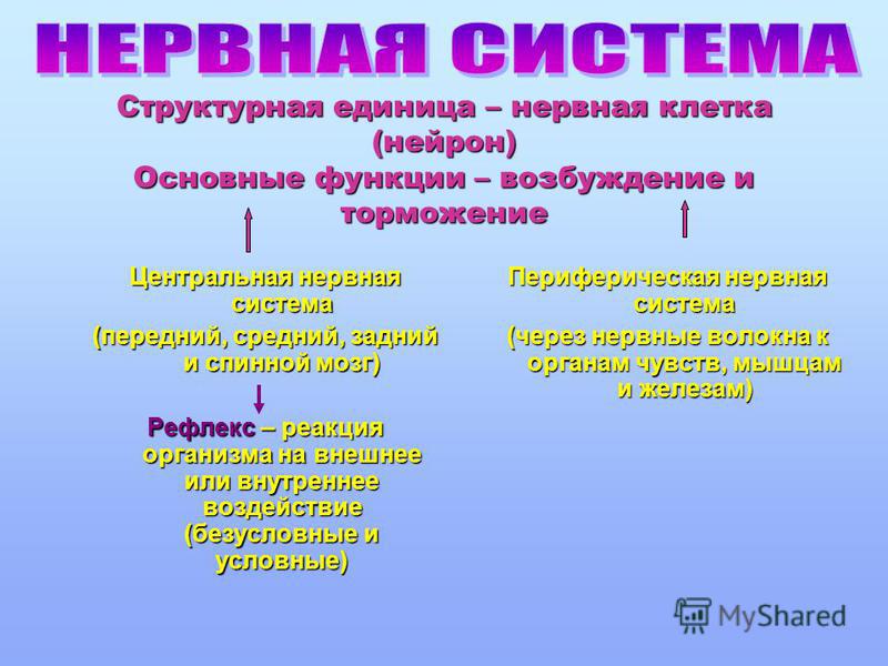 Презентация на тему мозг и психика