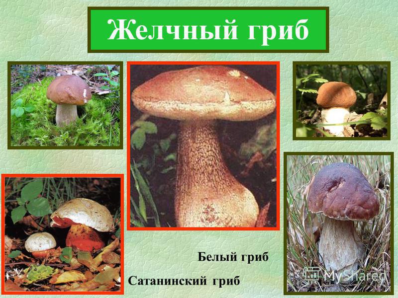 Желчный гриб Белый гриб Сатанинский гриб