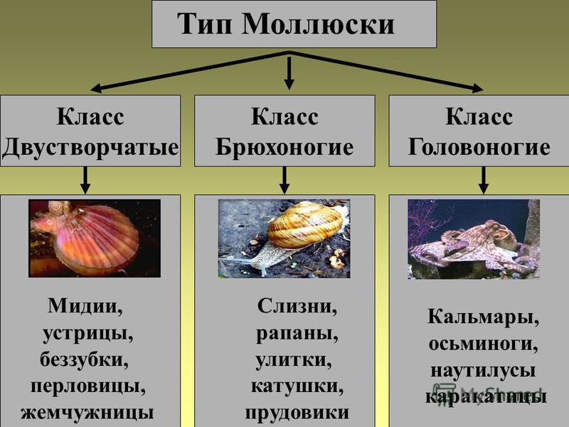 Урок с презентацией по биологии 7 класс брюхоногие моллюски