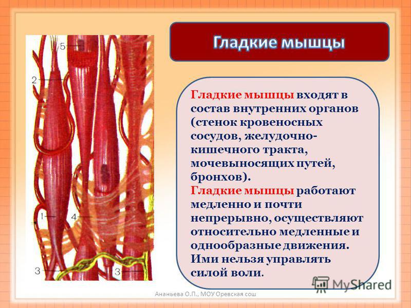 Органы связанные с гладкой Органы связанные с гладкой