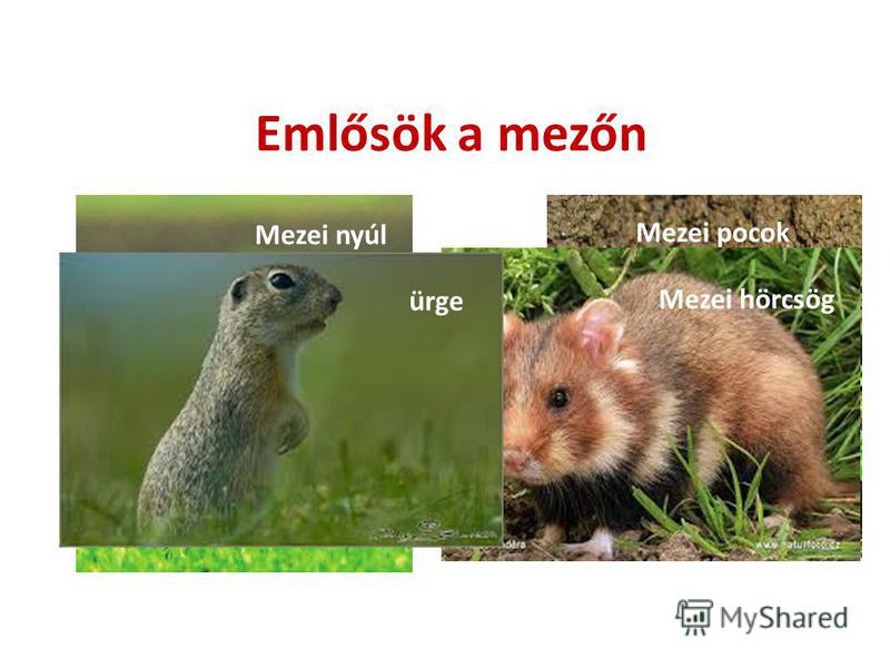 Презентация на тему: "Emlősök a mezőn Mezei nyúl Mezei pocok ürge Mezei  hörcsög.". Скачать бесплатно и без регистрации.