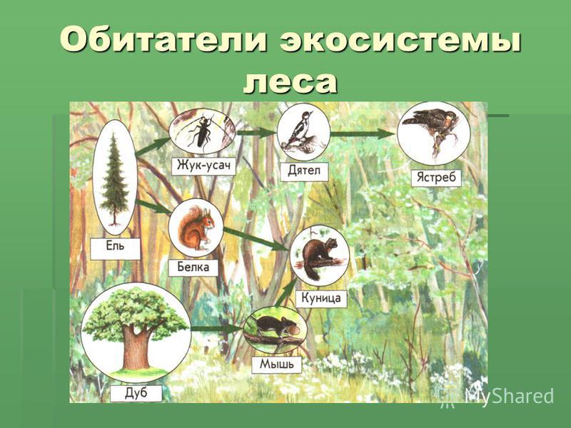 Схемы цепей питания в лесном сообществе Презентация наземная экосистема лес