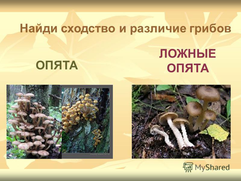 фото опята и лжеопята онлайн фото опята и лжеопята