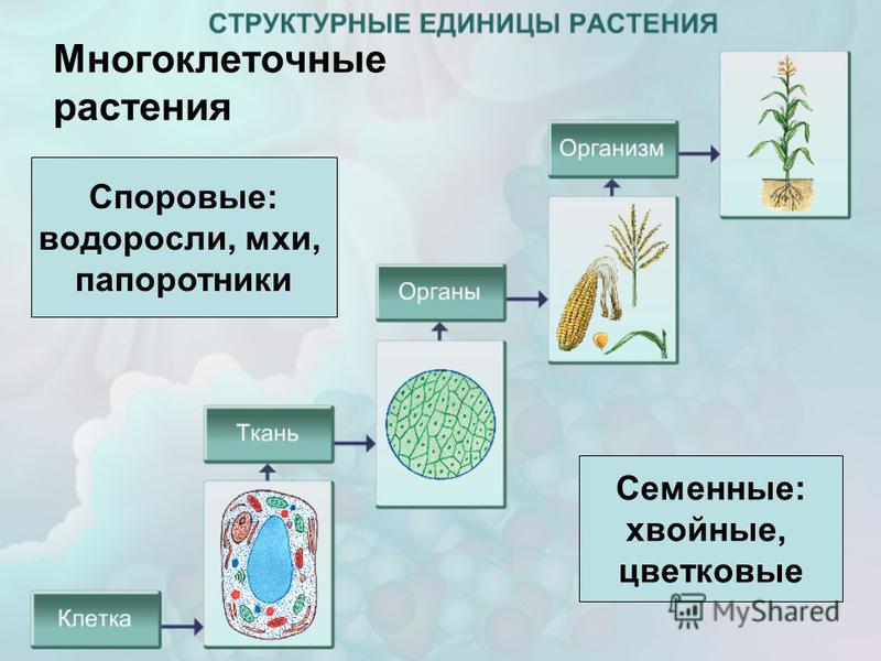 Презентация к уроку биологии " Строение организмов" по учебнику В.М. Пакуловой,