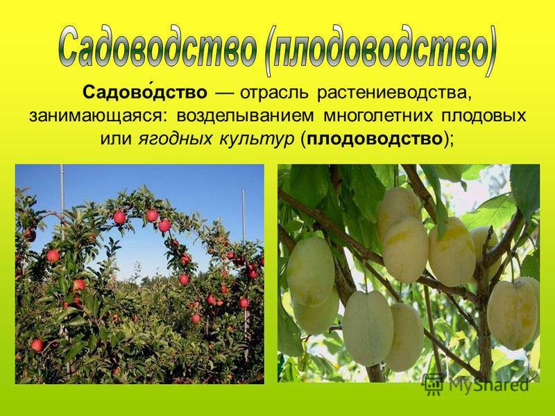 Садово́детство отрасль растениеводства, занимающаяся: возделыванием многолетних плодовых или ягодных культур (плодоводетство);