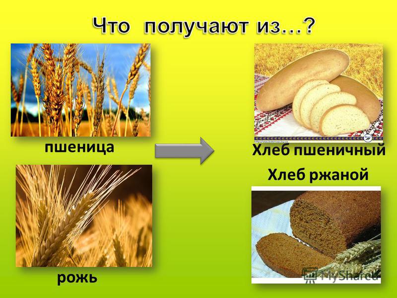 пшеница Хлеб пшеничный рожь Хлеб ржаной