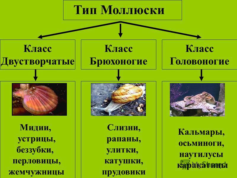 Канспект класс брюхоногие молюски