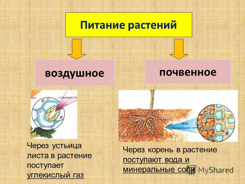 Правильное Питание Растения