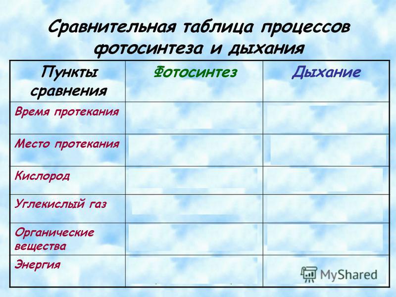 Строение органов дыхания человека. Этапы процесса дыхания