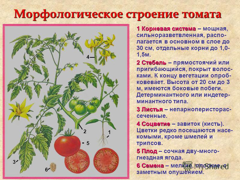 Строение томата схема рисунок