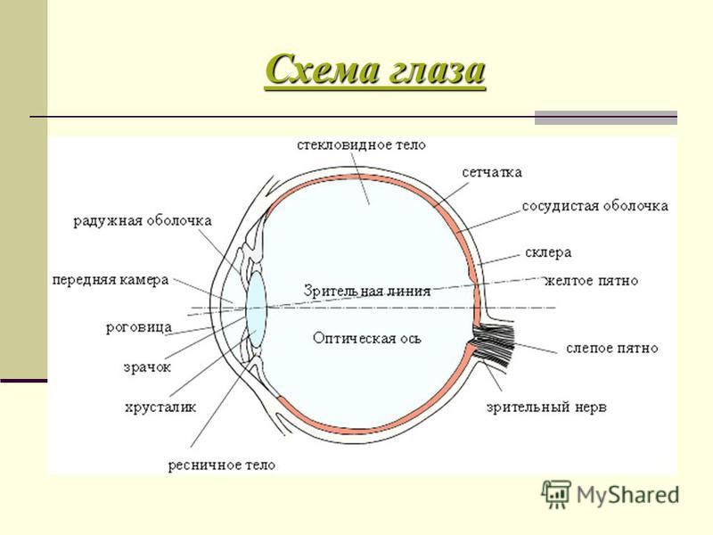 Составьте схемы восприятие и анализ зрительной информации Составьте схемы восприятие и анализ зрительной информации