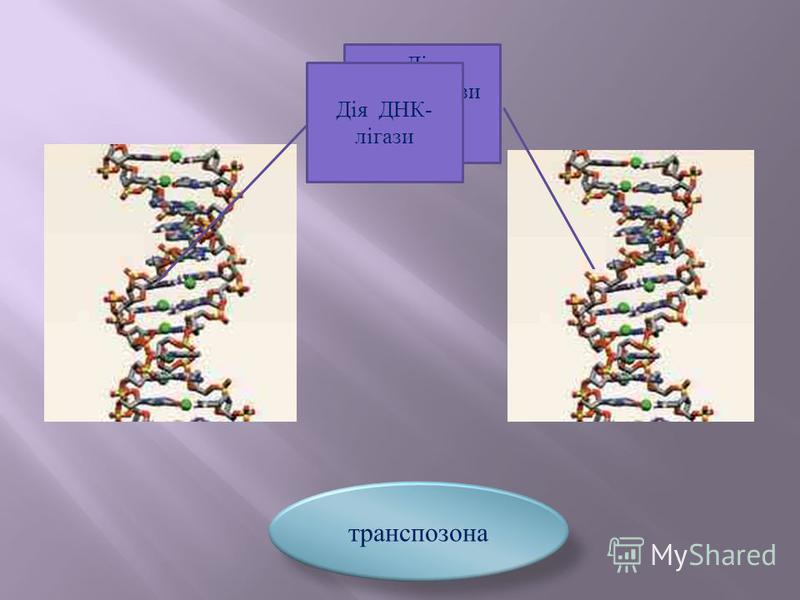 Дія рестриктази на ДНК- донора транспозона Дія ДНК- лігази