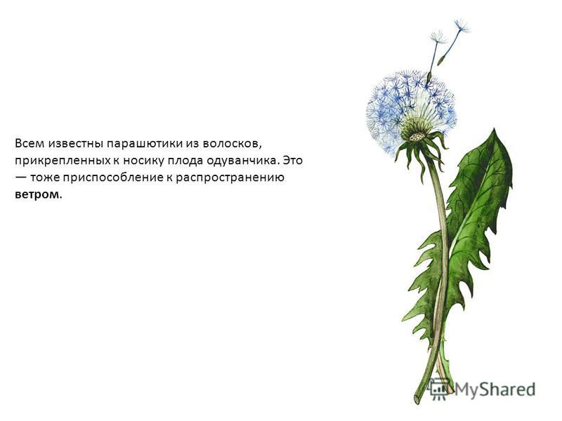 Плоды и семена репейника череды одуванчика Плоды и семена репейника череды одуванчика