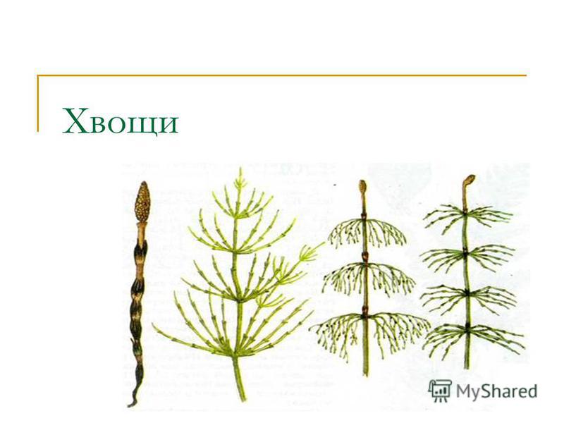 Мутовчатое расположение листьев у хвощей
