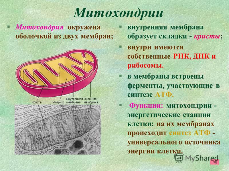 Складка внутренней мембраны митохондрий как называется Складка внутренней мембраны митохондрий как называется