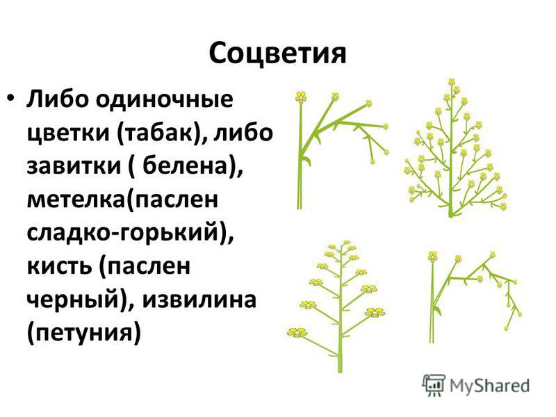 Какое расположение листьев преобладает у пасленовых